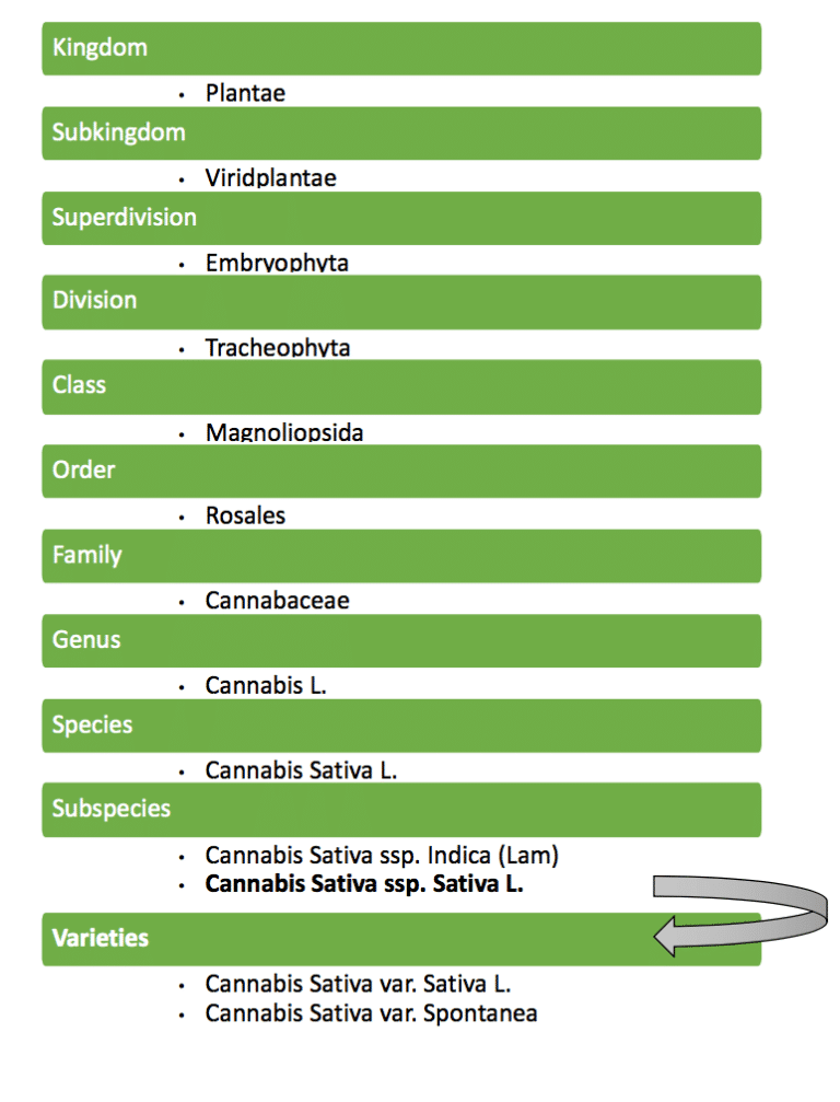 Cannabis Species Chart