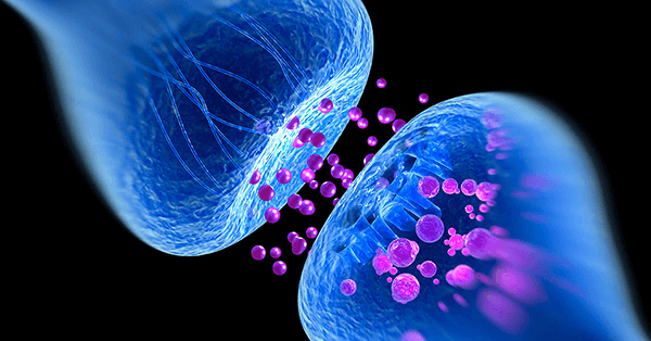 What is the Endocannabinoid System?