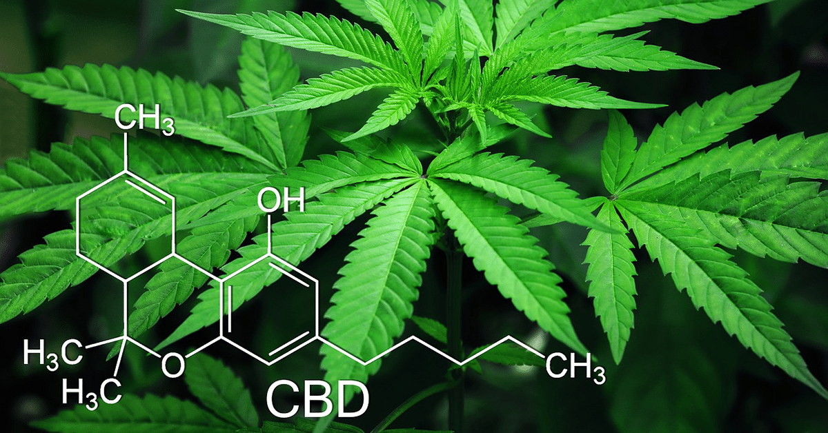 What is the CBD Entourage Effect